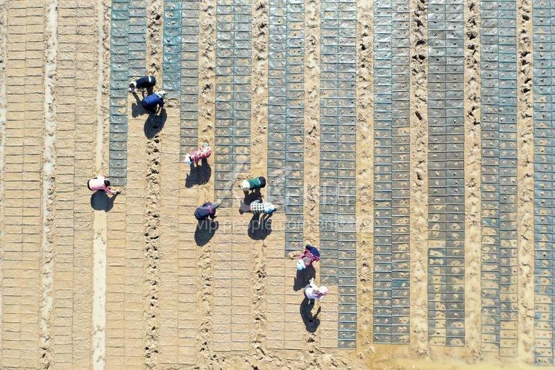 湖南澧县:早稻育秧忙-人民图片网