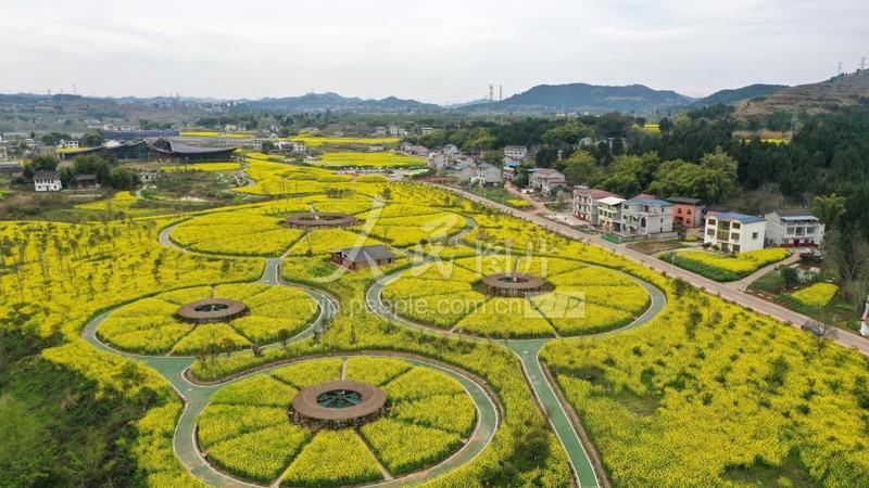 四川南充:油菜花开-人民图片网