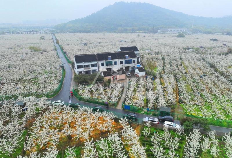 江苏苏州:千亩梨田又到春花烂漫时-人民图片网