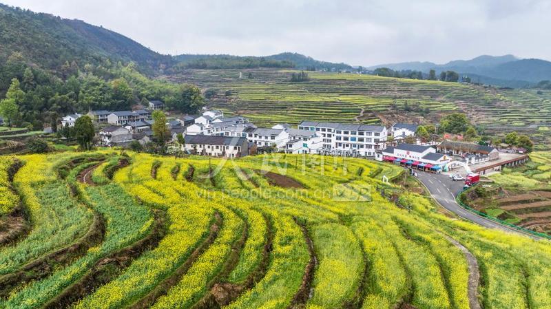 浙江仙居：高山梯田油菜花开-人民图片网