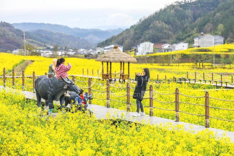 湖北竹山:油菜花开田园美-人民图片网