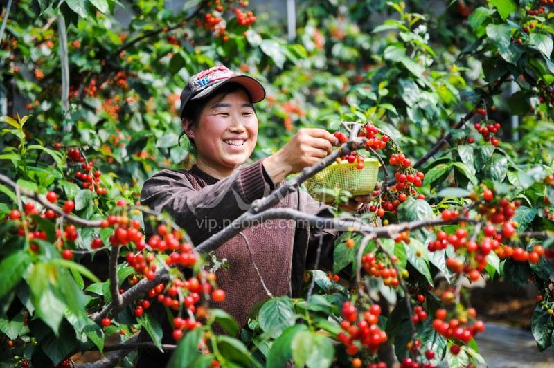 山东枣庄:樱桃熟了果农乐-人民图片网