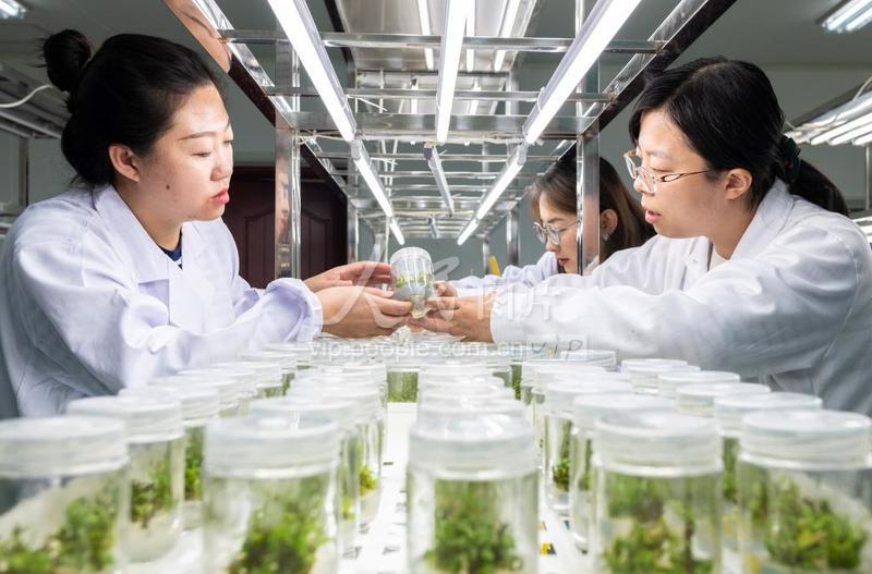 内蒙古呼和浩特:持续推动林木特色种质资源培育与保护工作-人民图片网