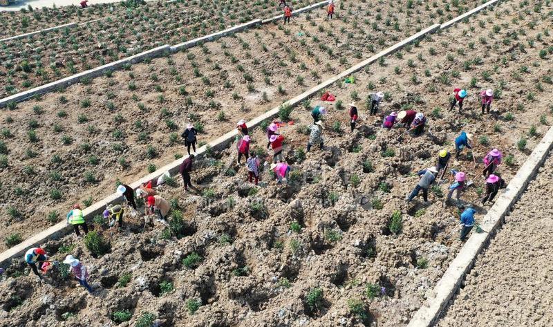 安徽庐江：栽植茶树-人民图片网