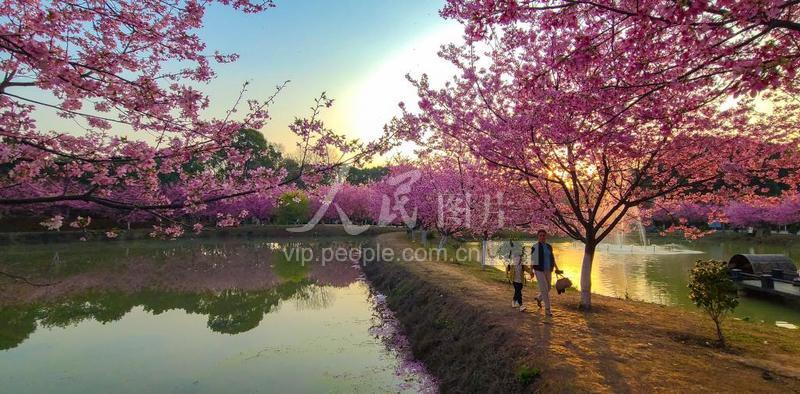 湖南常宁:樱花烂漫春色美-人民图片网