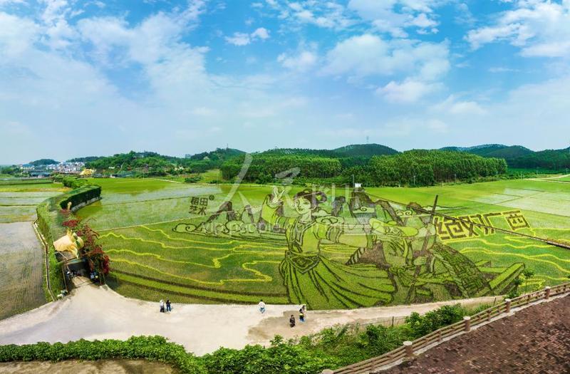 广西宾阳：稻田艺术助推乡村旅游-人民图片网