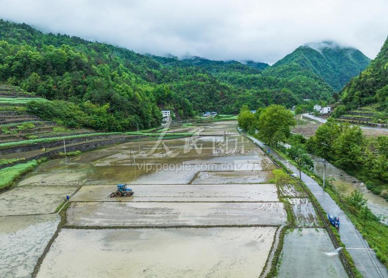 湖北秭归:耕耘青山绿水间-人民图片网