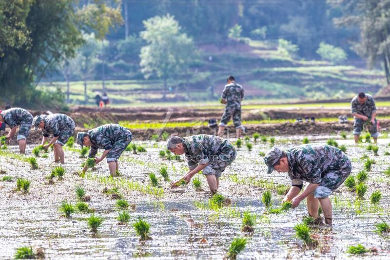 重庆:田间来了“插秧客”-人民图片网