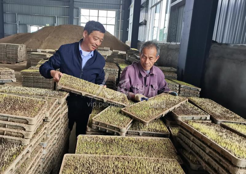 安徽庐江：藏粮于技-人民图片网