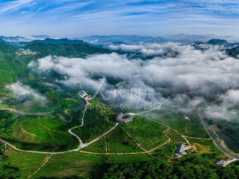 湖北竹山:云雾缭绕茶园美-人民图片网