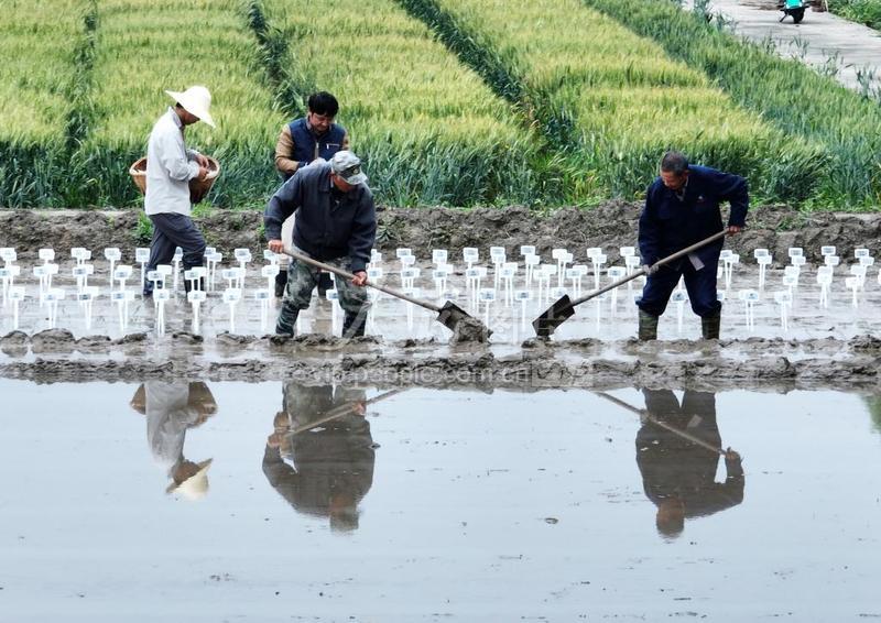 江苏扬州:立夏时节农事忙-人民图片网