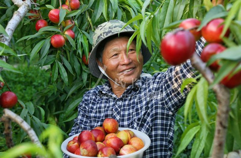 江苏海安:桃子丰收-人民图片网