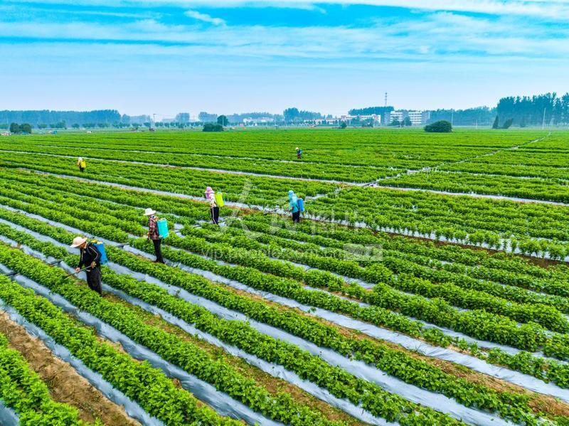 安徽亳州：夏日“药乡”田管忙-人民图片网