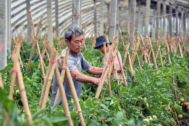 安徽砀山:“瓜+菜”套种助增收-人民图片网