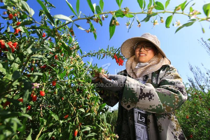 甘肃嘉峪关：“红果子”长出“甜日子”-人民图片网