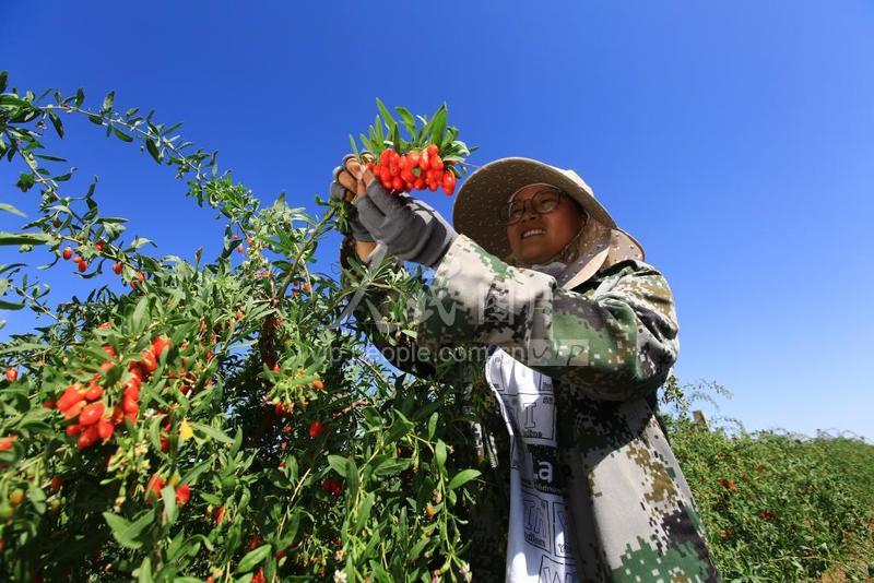甘肃嘉峪关：“红果子”长出“甜日子”-人民图片网