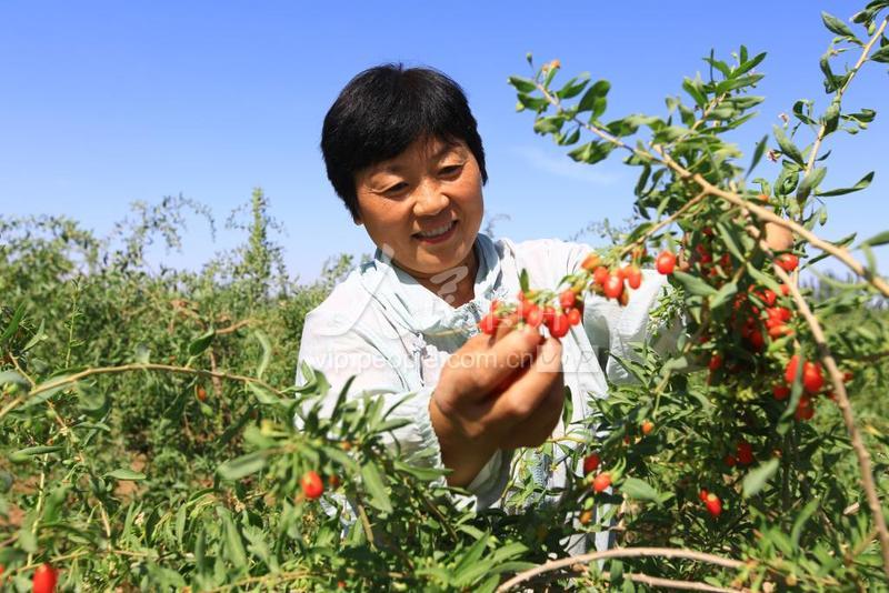 甘肃嘉峪关：“红果子”长出“甜日子”-人民图片网