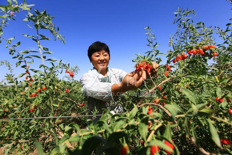 甘肃嘉峪关：“红果子”长出“甜日子”-人民图片网