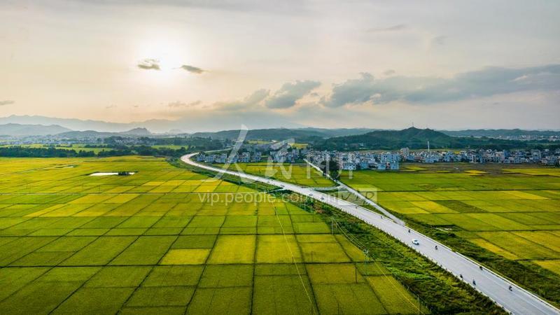 广西宾阳：早稻丰收在望-人民图片网