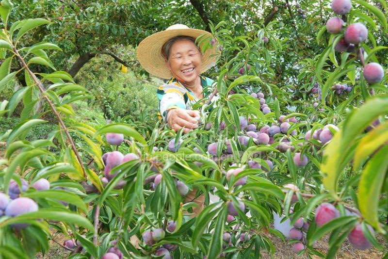 广西天峨:采摘龙滩珍珠李