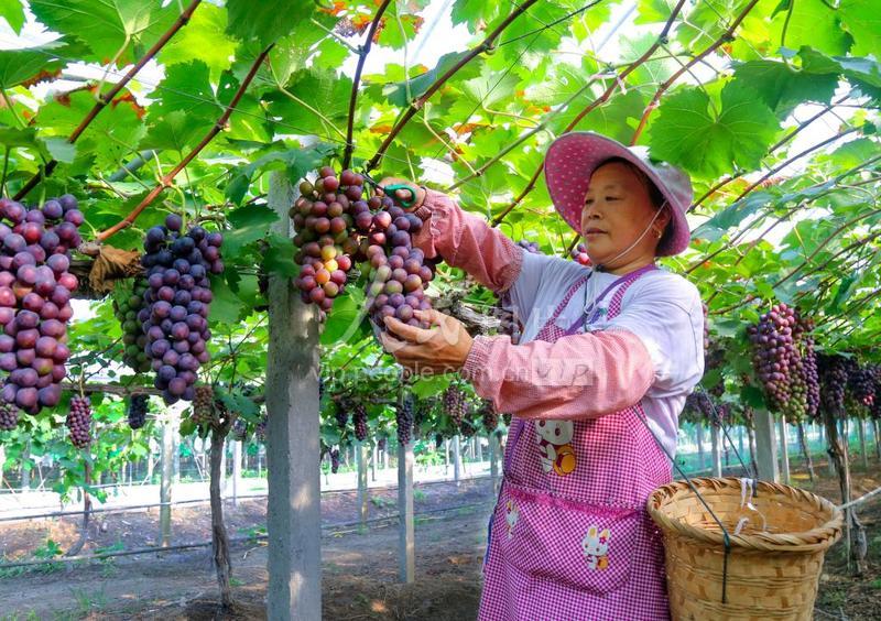 江苏苏州:果农采摘葡萄忙-人民图片网