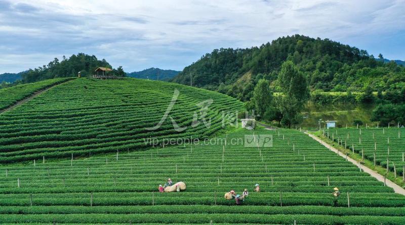 浙江淳安:夏茶采收生产忙-人民图片网