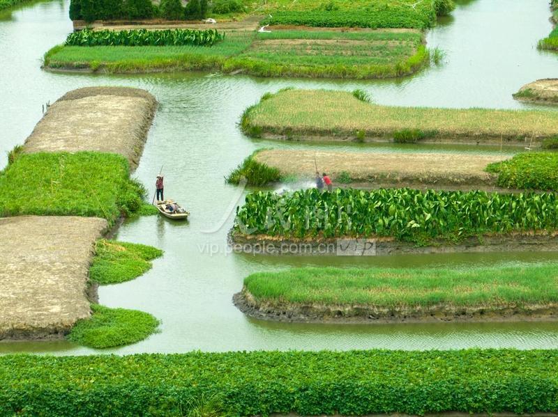 江苏兴化:垛上龙香芋浇灌忙-人民图片网