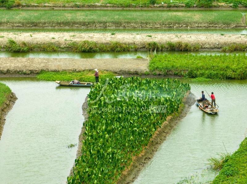 江苏兴化:垛上龙香芋浇灌忙-人民图片网