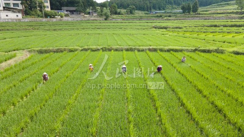 贵州岑巩:水稻制种基地管护忙-人民图片网
