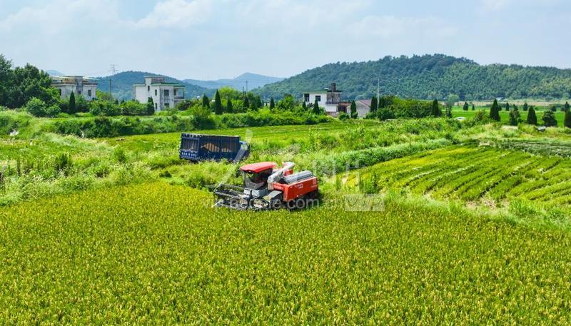 安徽芜湖:再生稻”收获忙-人民图片网