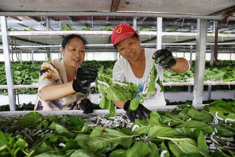 重庆:秋日养蚕忙-人民图片网