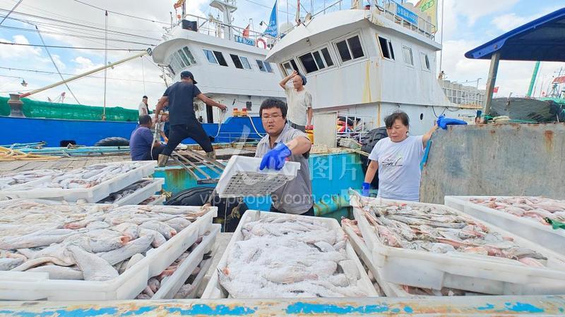 浙江舟山:回港避风的渔船带回大量海鲜-人民图片网