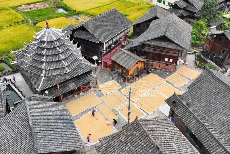 湖南通道侗乡水稻喜丰收