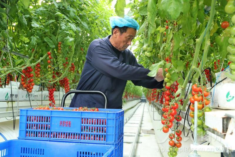安徽蒙城：数字农业工厂采摘忙-人民图片网