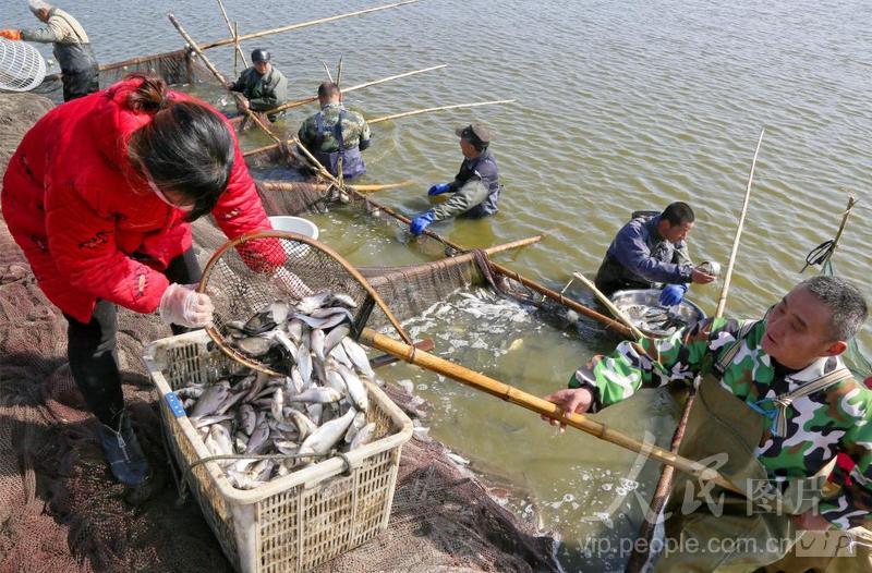 江苏海安:鱼塘捕捞忙-人民图片网