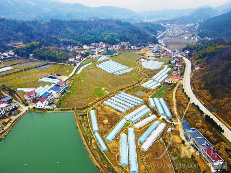 安徽岳西特色产业赋能乡村振兴