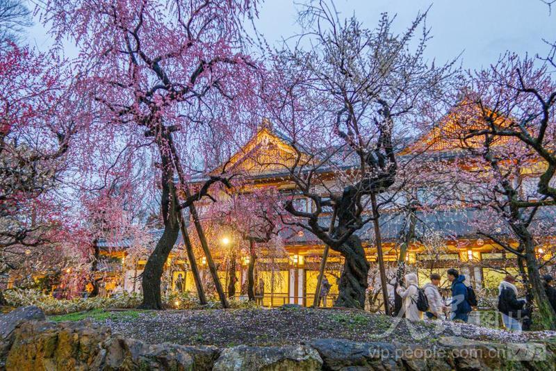 日本京都:北野天满宫梅花盛开-人民图片网