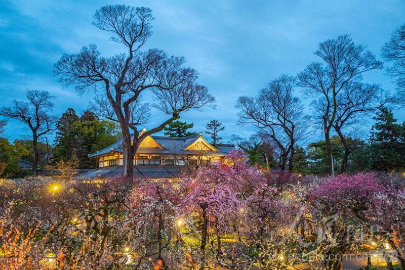 日本京都:北野天满宫梅花盛开-人民图片网