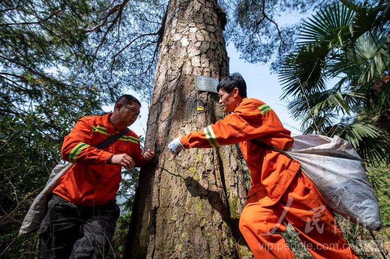 浙江金华：保护古松-人民图片网