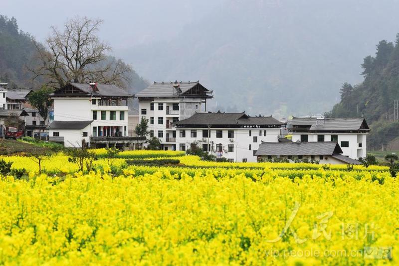 湖北咸丰:油菜花开扮靓田园-人民图片网