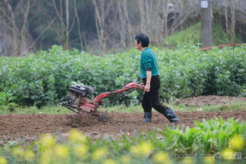 江西泰和:春分将至农事忙-人民图片网