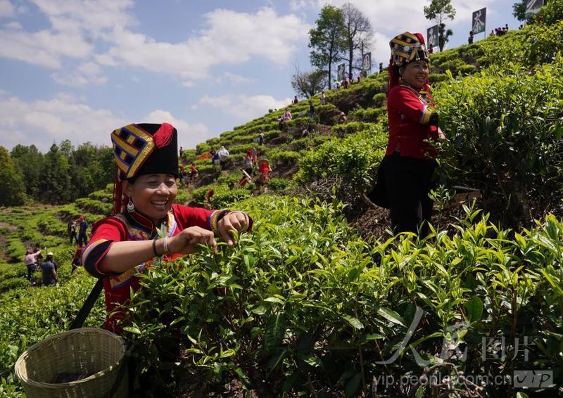 云南绿春:早春玛玉茶开采-人民图片网