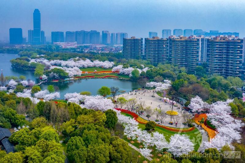 浙江绍兴:瓜渚湖樱花烂漫