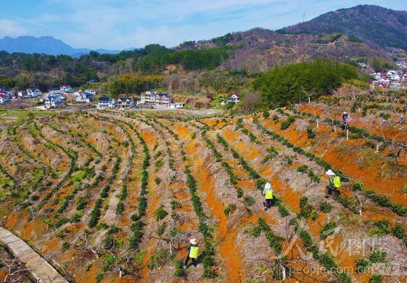 安徽安庆:套种基地春管忙-人民图片网