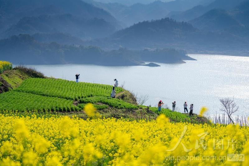 浙江新昌:油菜花开春意浓-人民图片网