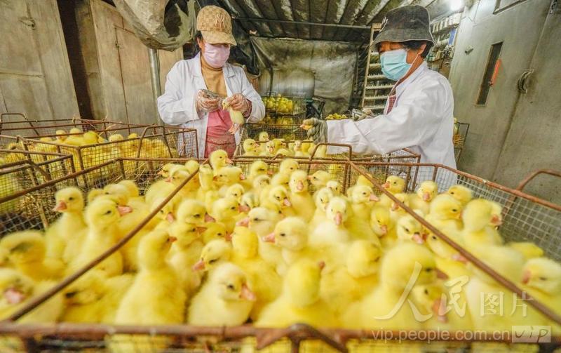 河北遵化:养鹅产业自繁自养 助增收-人民图片网