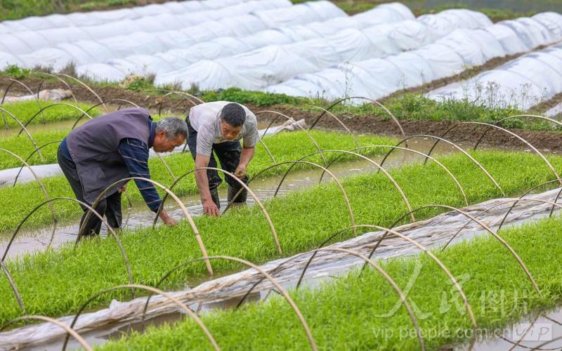 贵州岑巩:制种水稻育苗忙-人民图片网
