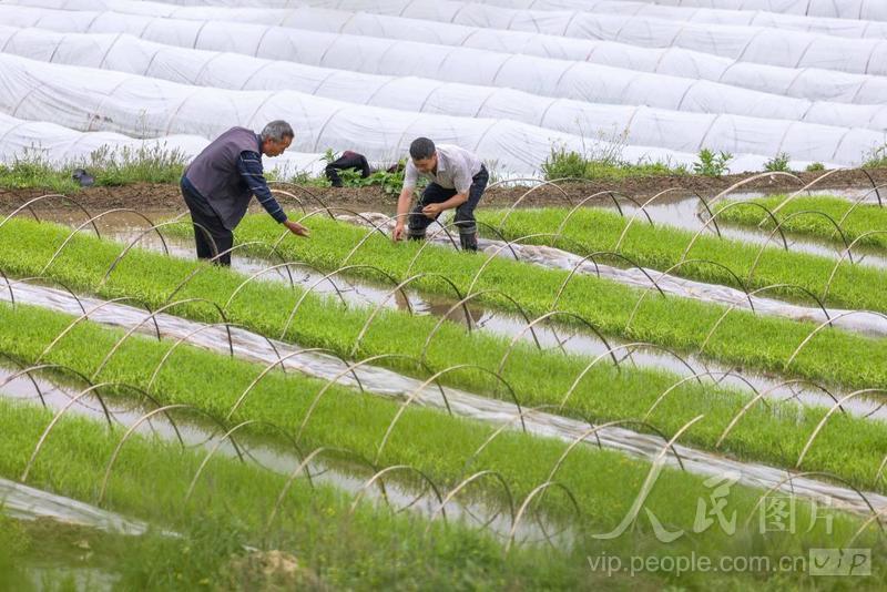 贵州岑巩:制种水稻育苗忙-人民图片网