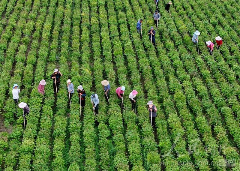 安徽亳州：白芍田管忙-人民图片网