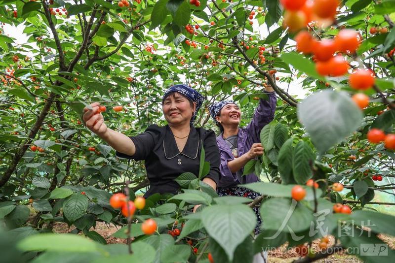 浙江金华:千亩樱桃 喜迎丰收-人民图片网